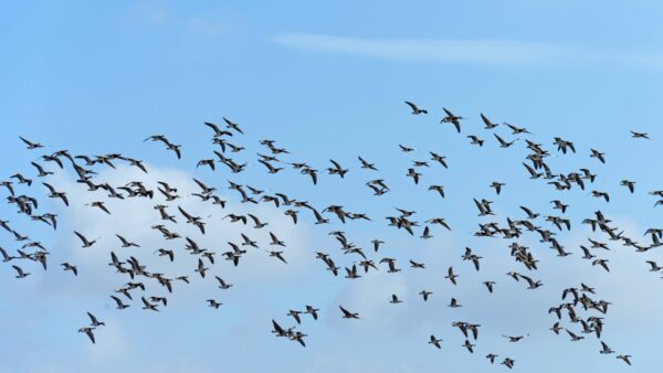 Geluidsmetingen door ganzenoverlast in gemeente Den Bosch en Breda