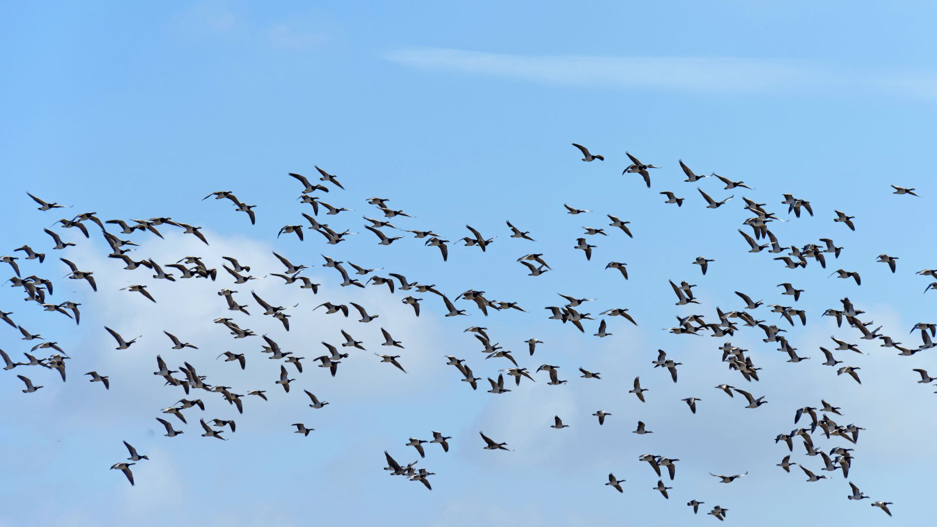Geluidsmetingen door ganzenoverlast in gemeente Den Bosch en Breda